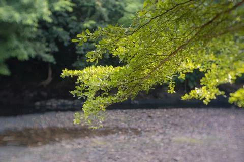 The leaves Stock Photos