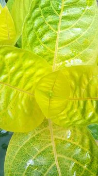 Leaves 스톡 사진