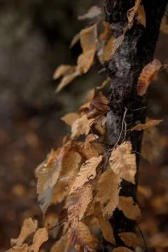 Leaves Foto stock