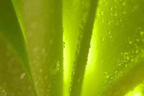 Leaves Stock Photos