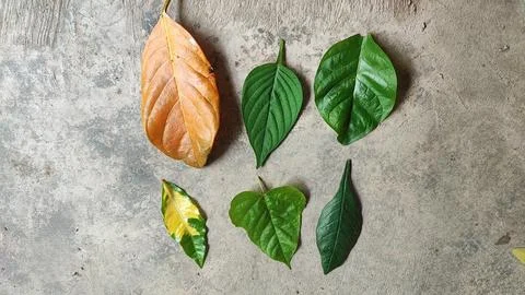 Leaves 写真素材