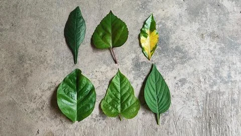 Leaves Stock-Fotos