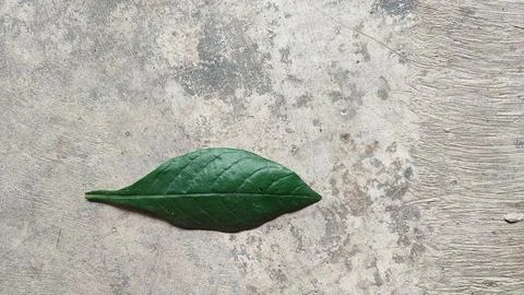 Leaves 스톡 사진