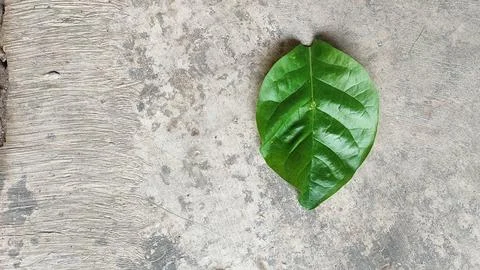 Leaves Foto stock