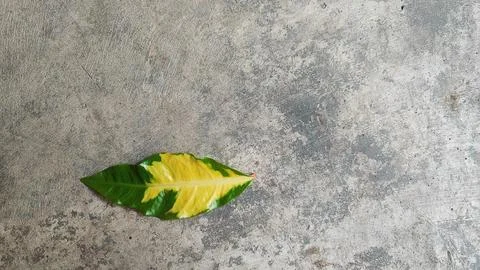 Leaves Foto stock