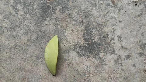 Leaves Foto stock