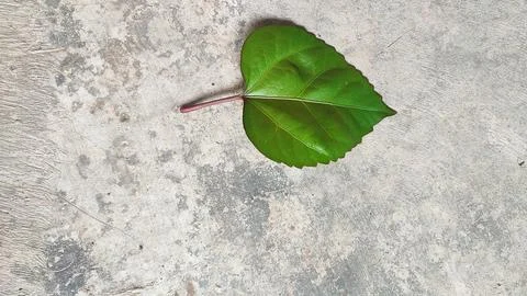 Leaves Stock Photos