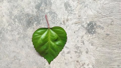 Leaves Foto stock