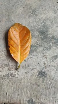 Leaves 스톡 사진