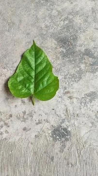 Leaves Stock Photos