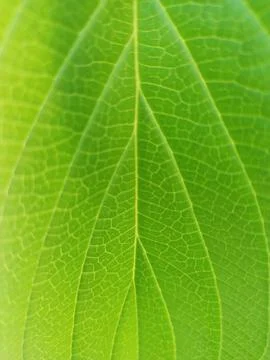Leaves Foto stock