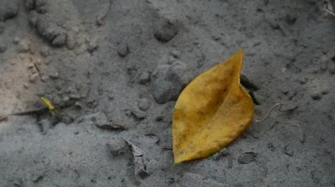 Leaves 스톡 사진