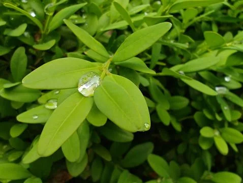 Leaves  Stock Photos