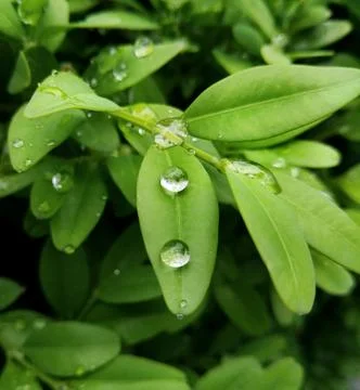 Leaves  Stock Photos