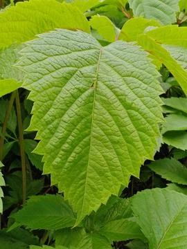 Leaves  Stock Photos
