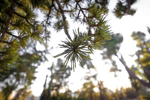 Leaves of a pine tree, on a blurred background, in the Jerusalem Forest, Isra Stock Photos