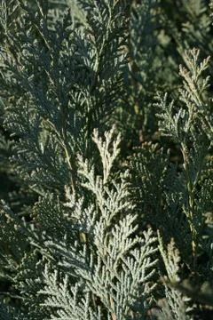 Leaves of pine tree close up 스톡 사진
