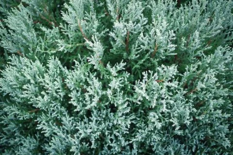 Leaves of pine tree Stock Photos