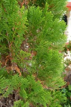 Leaves of a pine tree 写真素材