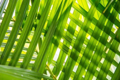 Leaves placed overlapping. Stock Photos