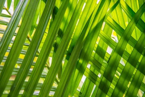 Leaves placed overlapping. Stock Photos