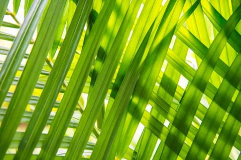 Leaves placed overlapping. Stock Photos