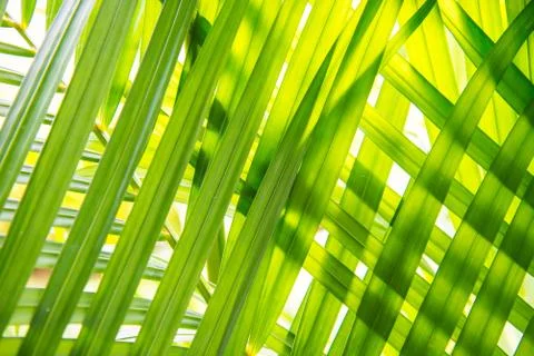 Leaves placed overlapping. Stock Photos