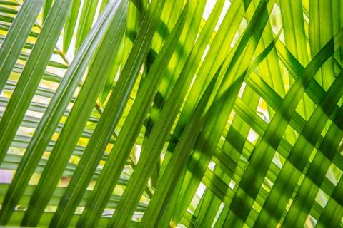 Leaves placed overlapping. Stock Photos