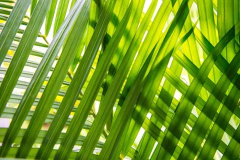 Leaves placed overlapping. Stock Photos