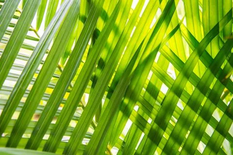 Leaves placed overlapping. Stock Photos