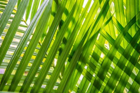 Leaves placed overlapping. Stock Photos