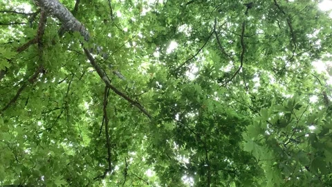 Leaves of the plane tree swaying in the wind in spring Stock Footage 280685367
