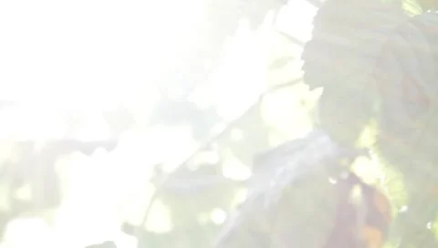 The leaves of the plant in the sun Stock Footage 8650226