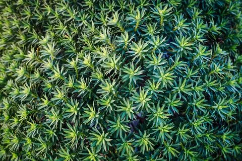 Leaves of plant on the surface. Green pattern. Stockfoto's
