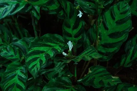 Leaves from plants of backyard Stock Photos