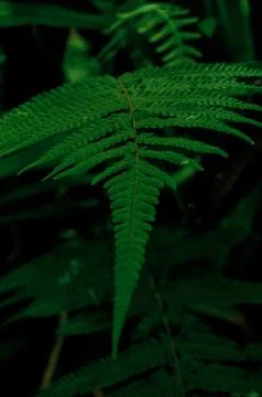 Leaves from plants of backyard Stock Photos