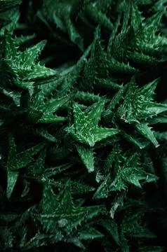 Leaves from plants of backyard Stock Photos