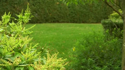 Leaves plants closeup focus background blur Stock Footage 140886814