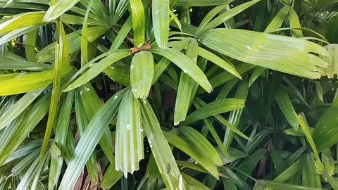 The leaves of plants like coconuts look very beautiful Stock Footage 212805260