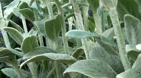 Leaves, plants Stock Footage 33076214