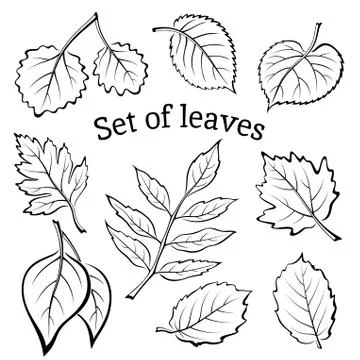 Leaves of Plants Pictogram Set Stock Illustration