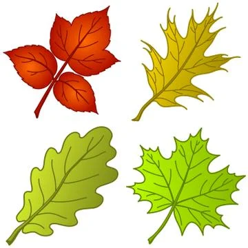 Leaves of plants, set Stock Illustration