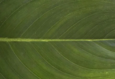 Leaves plants using as spring background cover close-up macro Stock Photos
