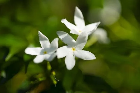Leaves plants using as spring background cover close-up macro Stock Photos