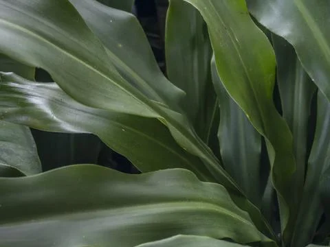 Leaves plants using as spring background cover close-up macro Stock Photos