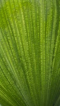 Leaves plants using as spring background cover close-up macro Stock Photos