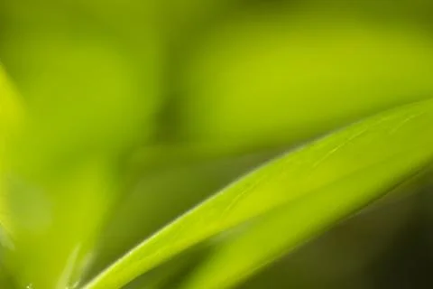 Leaves plants using as spring background cover close-up macro Stock Photos