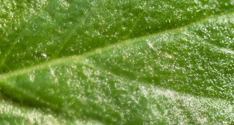 Leaves plants using as spring background cover close-up macro Stock Photos