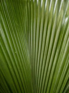 Leaves plants using as spring background cover close-up macro Stock Photos