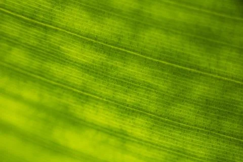 Leaves plants using as spring background cover close-up macro Stock Photos